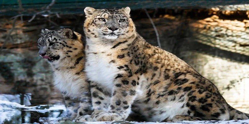 Wildlife Resources In India