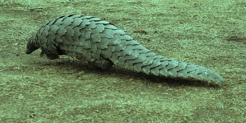 (Pangolin)